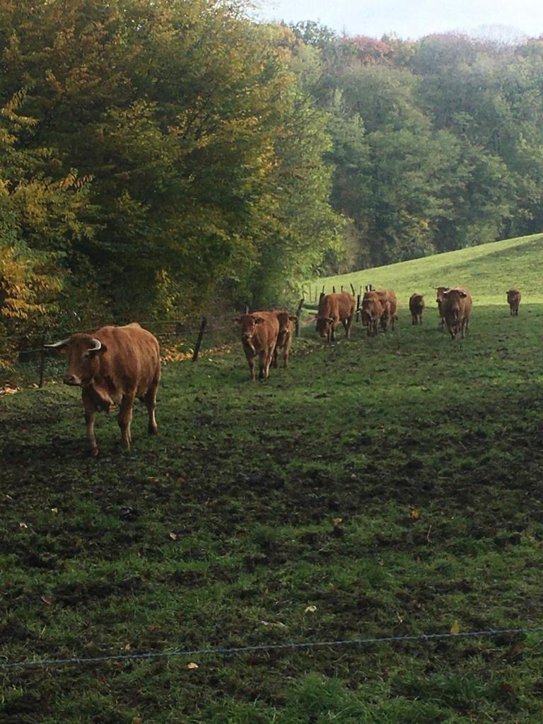 Repos Du Cocher Séjour chez l'habitant Grez-Doiceau